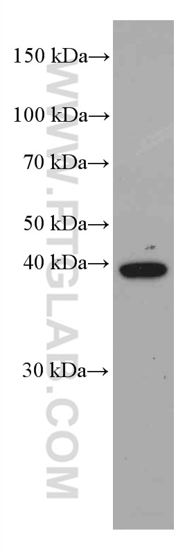 Western Blot (WB) analysis of A431 cells using JUN Monoclonal antibody (66313-1-Ig)