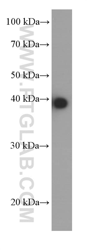 Western Blot (WB) analysis of RAW 264.7 cells using JUN Monoclonal antibody (66313-1-Ig)