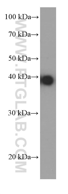 Western Blot (WB) analysis of NIH/3T3 cells using JUN Monoclonal antibody (66313-1-Ig)