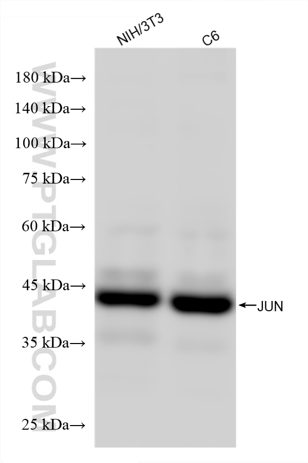 WB analysis using 81667-5-RR (same clone as 81667-5-PBS) Western Blot (WB) analysis of various lysates using JUN Recombinant monoclonal antibody (81667-5-RR)