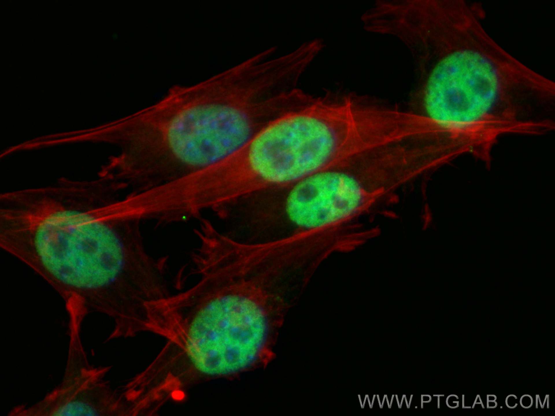 IF Staining of NIH/3T3 using CL488-24909