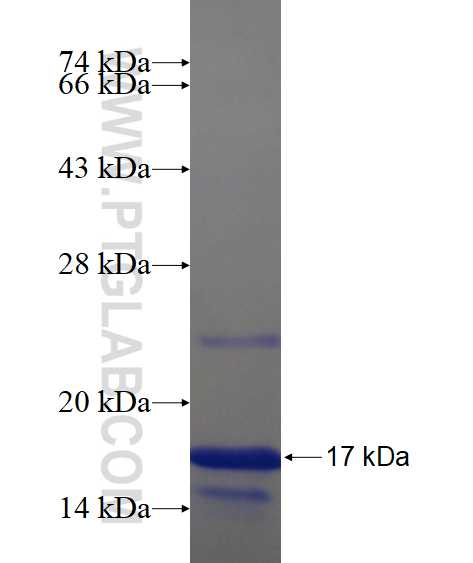 JUN fusion protein Ag17639 SDS-PAGE
