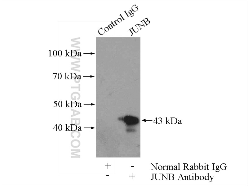 Immunoprecipitation (IP) experiment of HeLa cells using JUNB Polyclonal antibody (10486-1-AP)