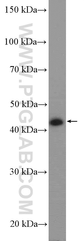Western Blot (WB) analysis of HeLa cells using JUNB Polyclonal antibody (10486-1-AP)