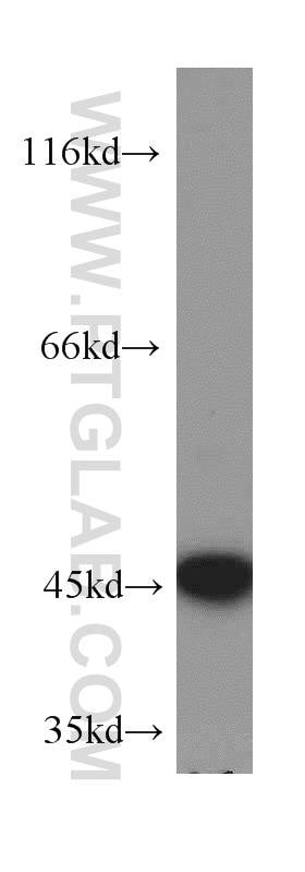 Western Blot (WB) analysis of C6 cells using JUNB Polyclonal antibody (10486-1-AP)