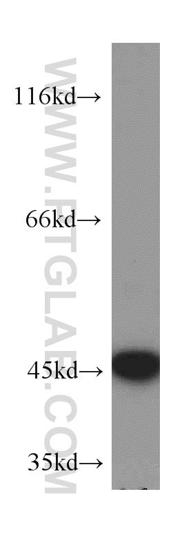 WB analysis of C6 using 10486-1-AP