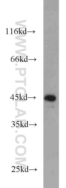 Western Blot (WB) analysis of MCF-7 cells using JUNB Polyclonal antibody (10486-1-AP)