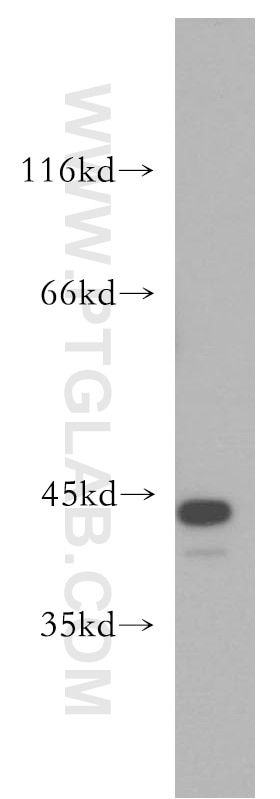 Western Blot (WB) analysis of MCF-7 cells using JUNB Polyclonal antibody (10486-1-AP)