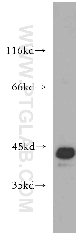 Western Blot (WB) analysis of HT-1080 cells using JUNB Polyclonal antibody (10486-1-AP)