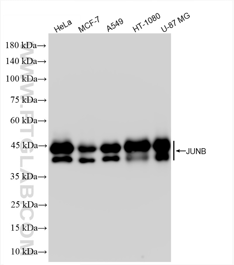 Western Blot (WB) analysis of various lysates using JUNB Recombinant antibody (84922-6-RR)