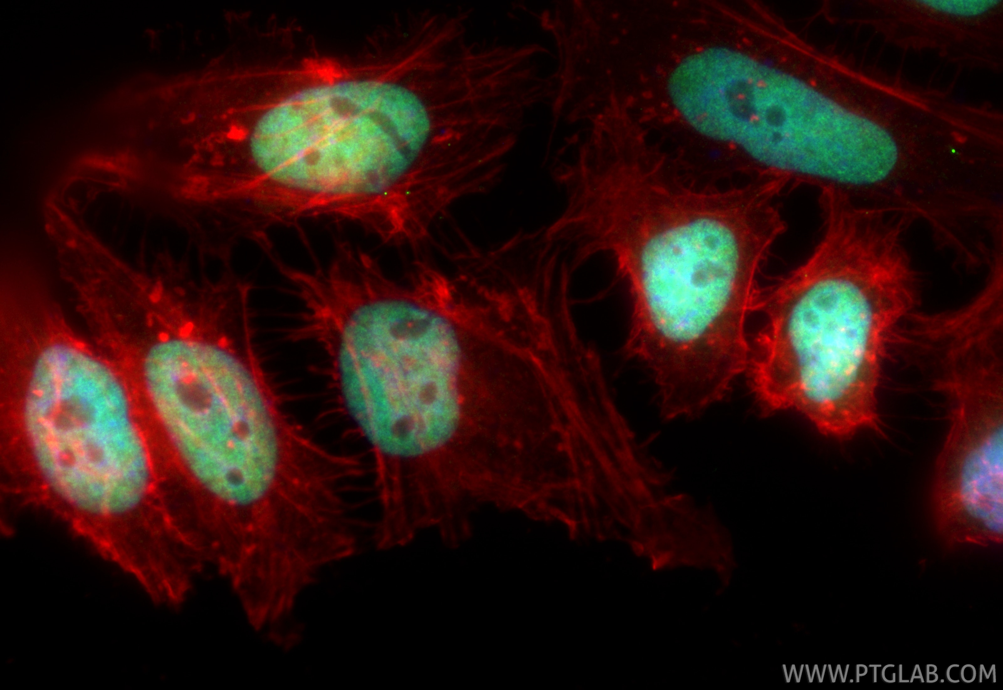 Immunofluorescence (IF) / fluorescent staining of HeLa cells using CoraLite® Plus 488-conjugated JUNB Recombinant ant (CL488-84922-6)