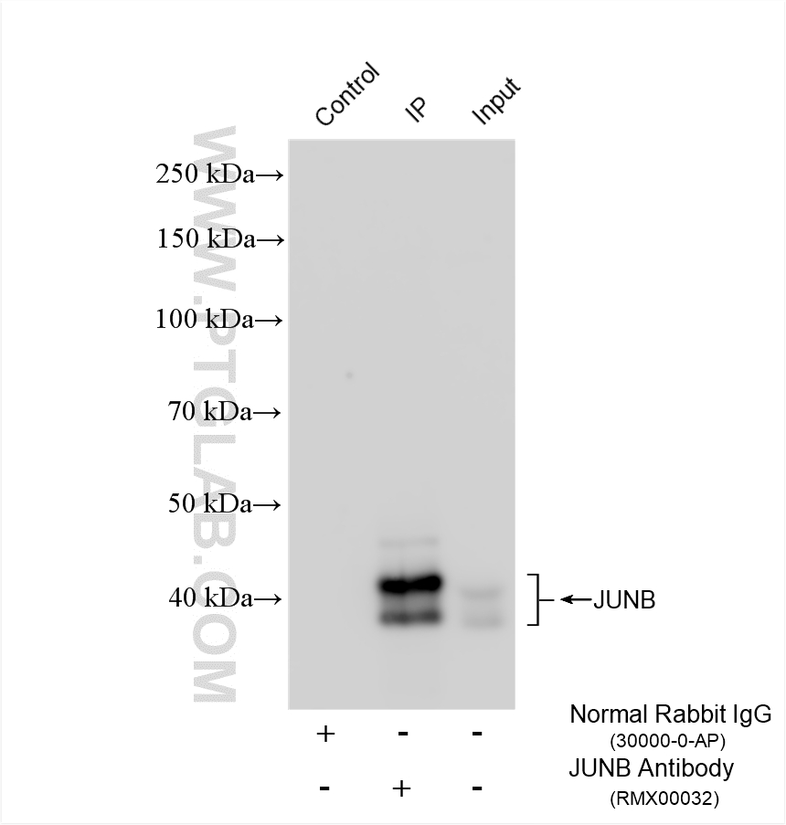 IP experiment of C6 using RMX00032 Immunoprecipitation (IP) experiment of C6 cells using Multi-rAb® JUNB Multi-Recombinant antibody (RMX00032)
