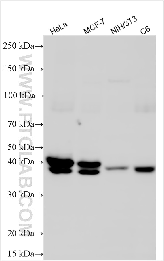 WB analysis using RMX00032 Western Blot (WB) analysis of various lysates using Multi-rAb® JUNB Multi-Recombinant antibody (RMX00032)