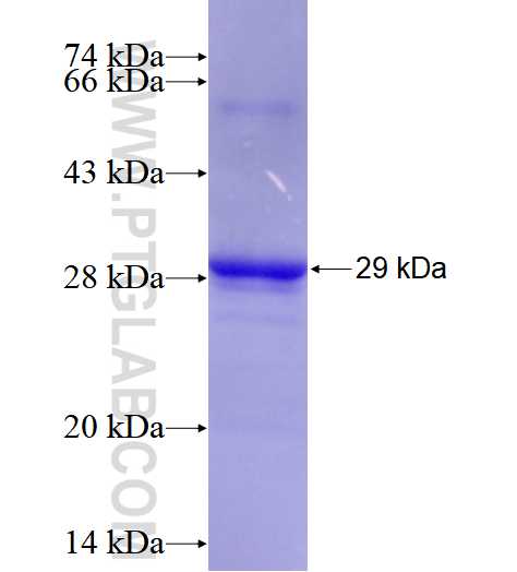 JUNB fusion protein Ag28539 SDS-PAGE