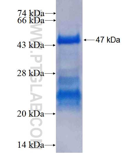 JUNB fusion protein Ag0752 SDS-PAGE