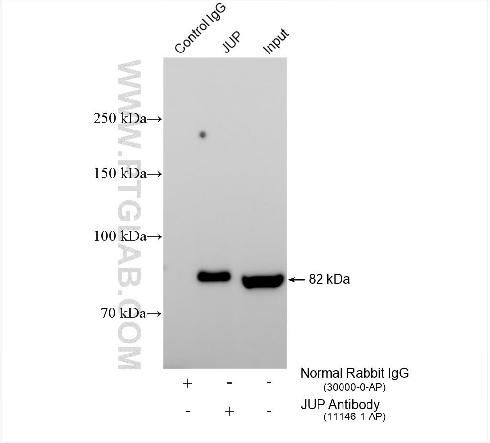 Immunoprecipitation (IP) experiment of HT-29 cells using Gamma Catenin Polyclonal antibody (11146-1-AP)