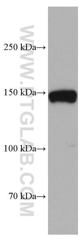 Western Blot (WB) analysis of HT-29 cells using Jagged1 Monoclonal antibody (66890-1-Ig)