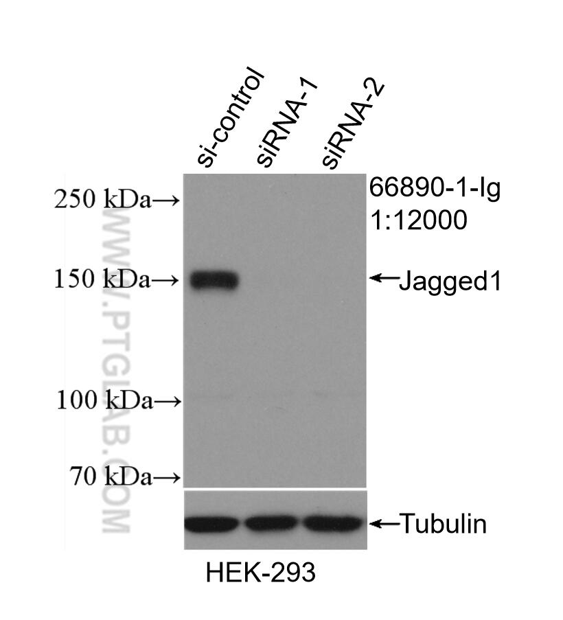 Western Blot (WB) analysis of HEK-293 cells using Jagged1 Monoclonal antibody (66890-1-Ig)
