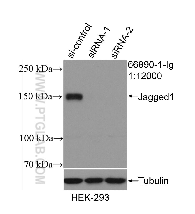 Western Blot (WB) analysis of HEK-293 cells using Jagged1 Monoclonal antibody (66890-1-Ig)