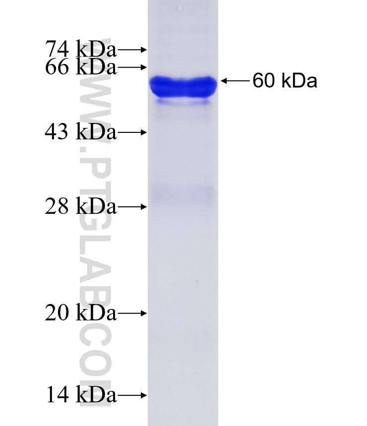 Jagged1 fusion protein Ag11891 SDS-PAGE
