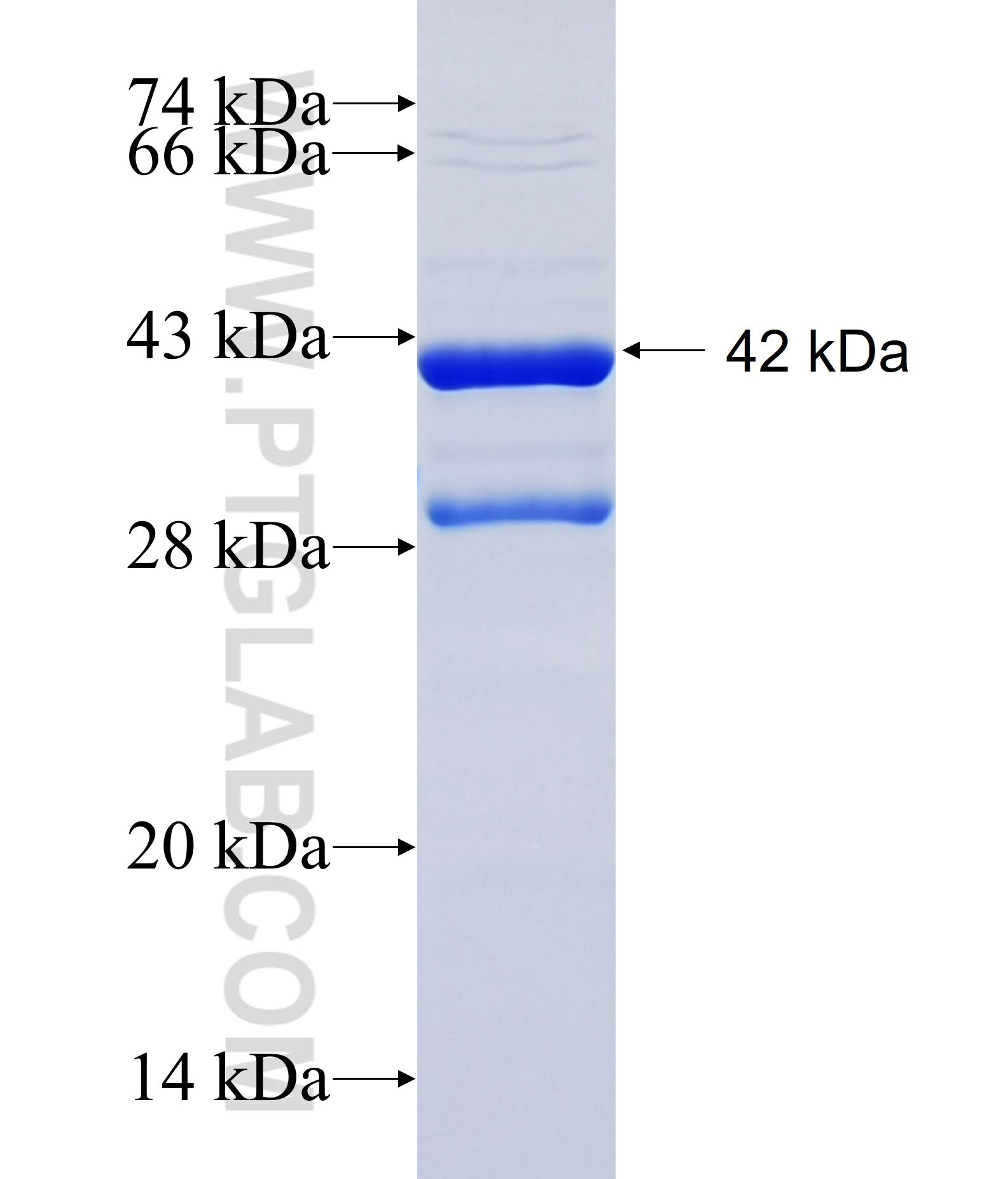 Jph2 fusion protein Ag27211 SDS-PAGE
