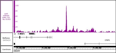 JunD antibody (pAb) tested by ChIP-Seq Chromatin immunoprecipitation (ChIP) was performed using the ChIP-IT High Sensitivity Kit (Cat. No. 53040) with 30 ug of chromatin from human endometrial stromal cell chromatin and 4 ug of JunD antibody. ChIP DNA was sequenced on the Illumina HiSeq and 8.6 million sequence tags were mapped to identify JunD binding sites on chromosome 16. You can view the complete data set in the UCSC Genome Browser, starting at this specific location, here. JunD antibody (pAb) tested by ChIP-Seq Chromatin immunoprecipitation (ChIP) was performed using the ChIP-IT High Sensitivity Kit (Cat. No. 53040) with 30 ug of chromatin from human endometrial stromal cell chromatin and 4 ug of JunD antibody. ChIP DNA was sequenced on the Illumina HiSeq and 8.6 million sequence tags were mapped to identify JunD binding sites on chromosome 16. You can view the complete data set in the UCSC Genome Browser, starting at this specific location, here.