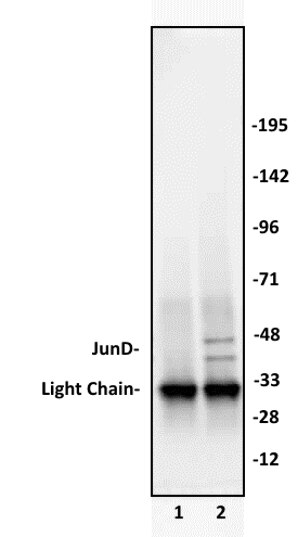 JunD antibody (pAb) tested by Immunoprecipitation. 10 ul of JunD antibody was used to immunoprecipitate JunD from 250 ug of K562 nuclear cell extract (lane 2). 10 ul of rabbit IgG was used as a negative control (lane 1). The immunoprecipitated protein was detected by Western blotting using the JunD antibody at a dilution of 1:1,000. JunD antibody (pAb) tested by Immunoprecipitation. 10 ul of JunD antibody was used to immunoprecipitate JunD from 250 ug of K562 nuclear cell extract (lane 2). 10 ul of rabbit IgG was used as a negative control (lane 1). The immunoprecipitated protein was detected by Western blotting using the JunD antibody at a dilution of 1:1,000.