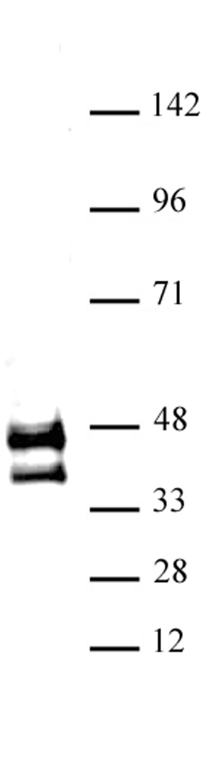 JunD antibody (pAb) tested by Western blot. K-562 nuclear extract (20 ug) probed with JunD antibody at a dilution of 1:1,000. JunD antibody (pAb) tested by Western blot. K-562 nuclear extract (20 ug) probed with JunD antibody at a dilution of 1:1,000.