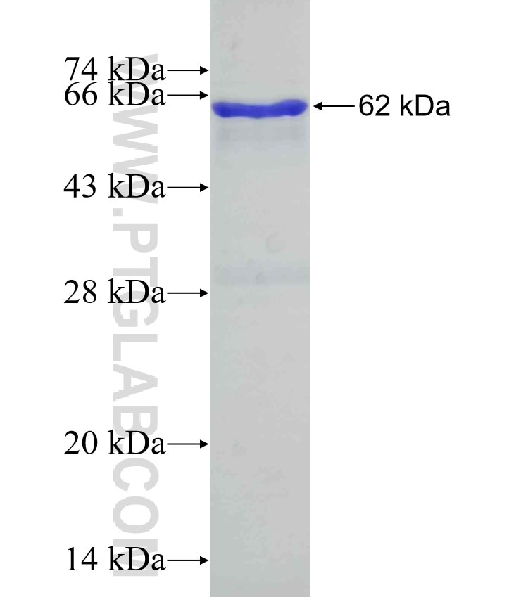 KAL1 fusion protein Ag24173 SDS-PAGE