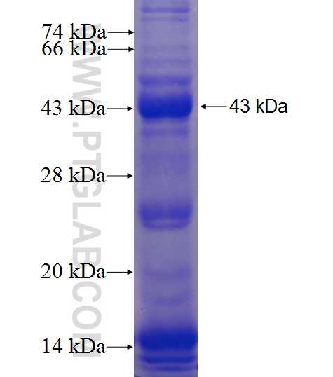 KAL1 fusion protein Ag24188 SDS-PAGE