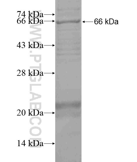 KAL1 fusion protein Ag19718 SDS-PAGE KAL1 fusion protein Ag19718 SDS-PAGE