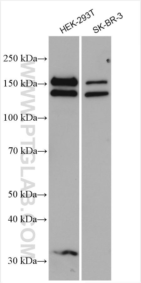 Western Blot (WB) analysis of various lysates using KANK1 Polyclonal antibody (29782-1-AP)