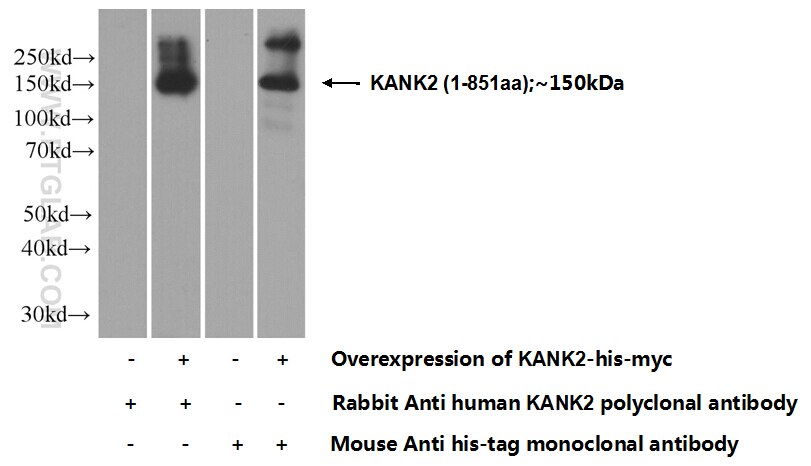 WB analysis of Transfected HEK-293 using 21733-1-AP