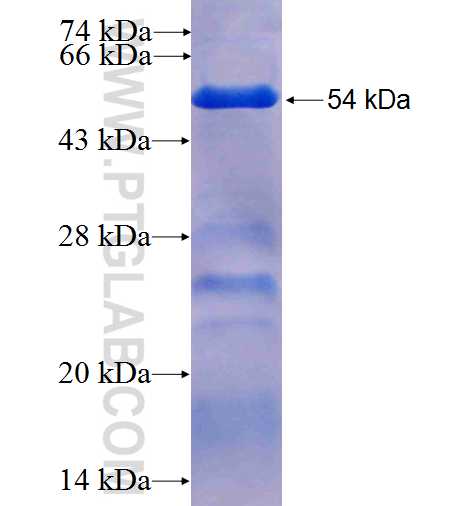 KANK4 fusion protein Ag23794 SDS-PAGE