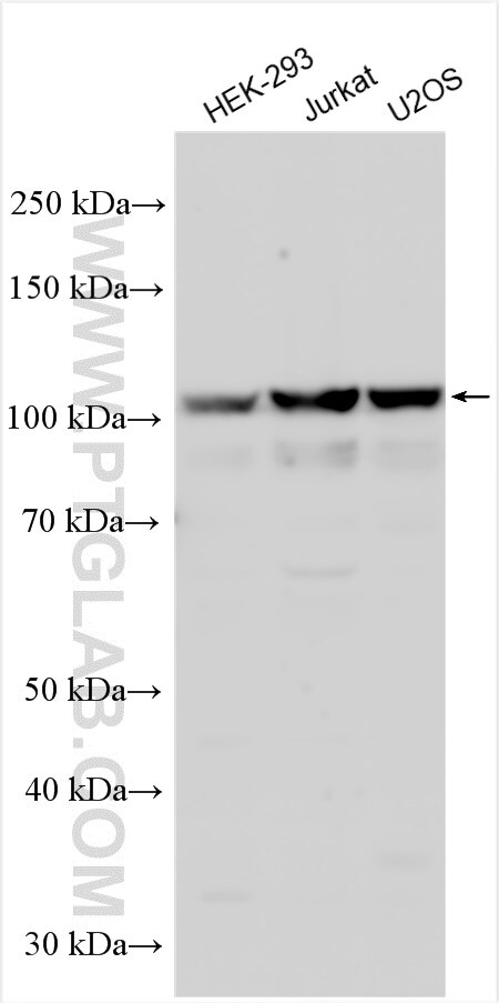 Western Blot (WB) analysis of various lysates using KANSL3 Polyclonal antibody (25533-1-AP)