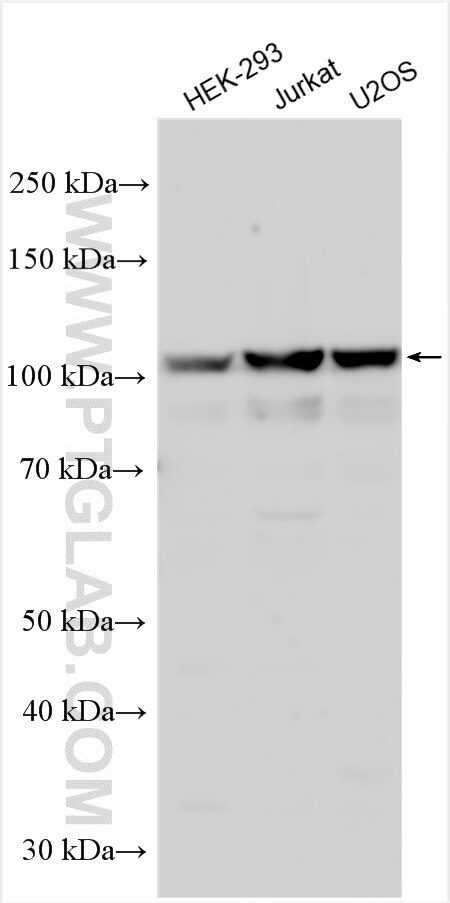 WB analysis using 25533-1-AP