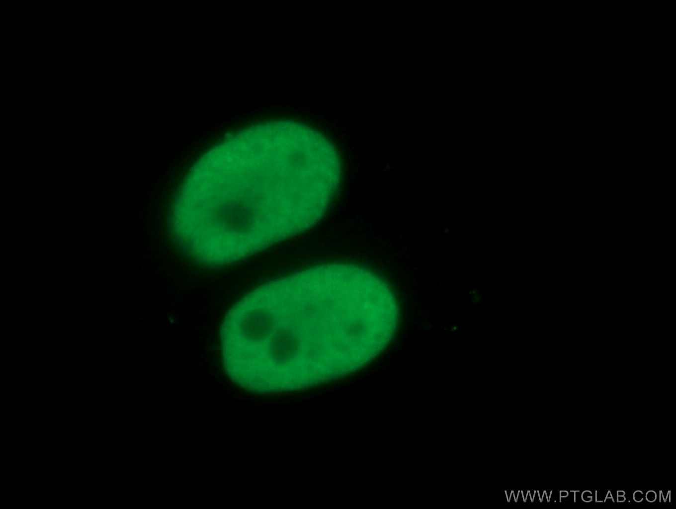 Immunofluorescence (IF) / fluorescent staining of HepG2 cells using KAP1 Monoclonal antibody (66630-1-Ig)