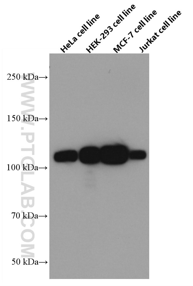 Western Blot (WB) analysis of HeLa cells using KAP1 Monoclonal antibody (66630-1-Ig)