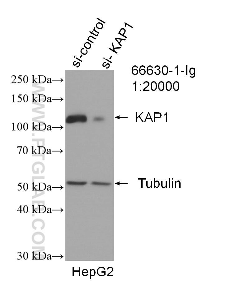 Western Blot (WB) analysis of HepG2 cells using KAP1 Monoclonal antibody (66630-1-Ig)