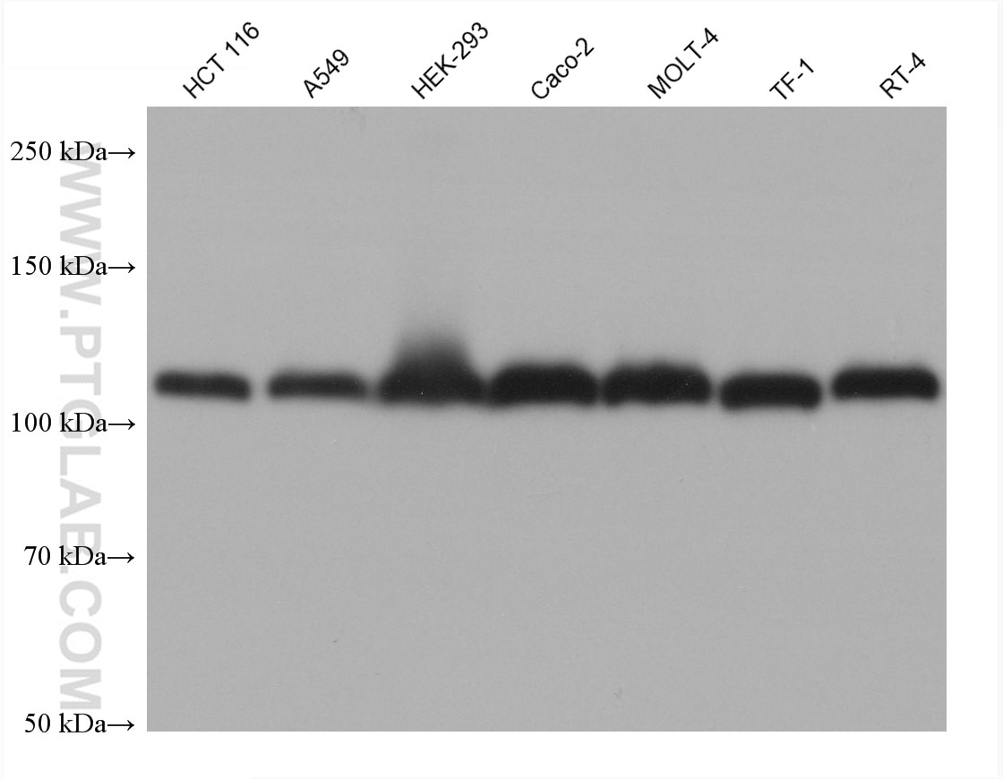 Western Blot (WB) analysis of various lysates using KAP1 Monoclonal antibody (66630-1-Ig)