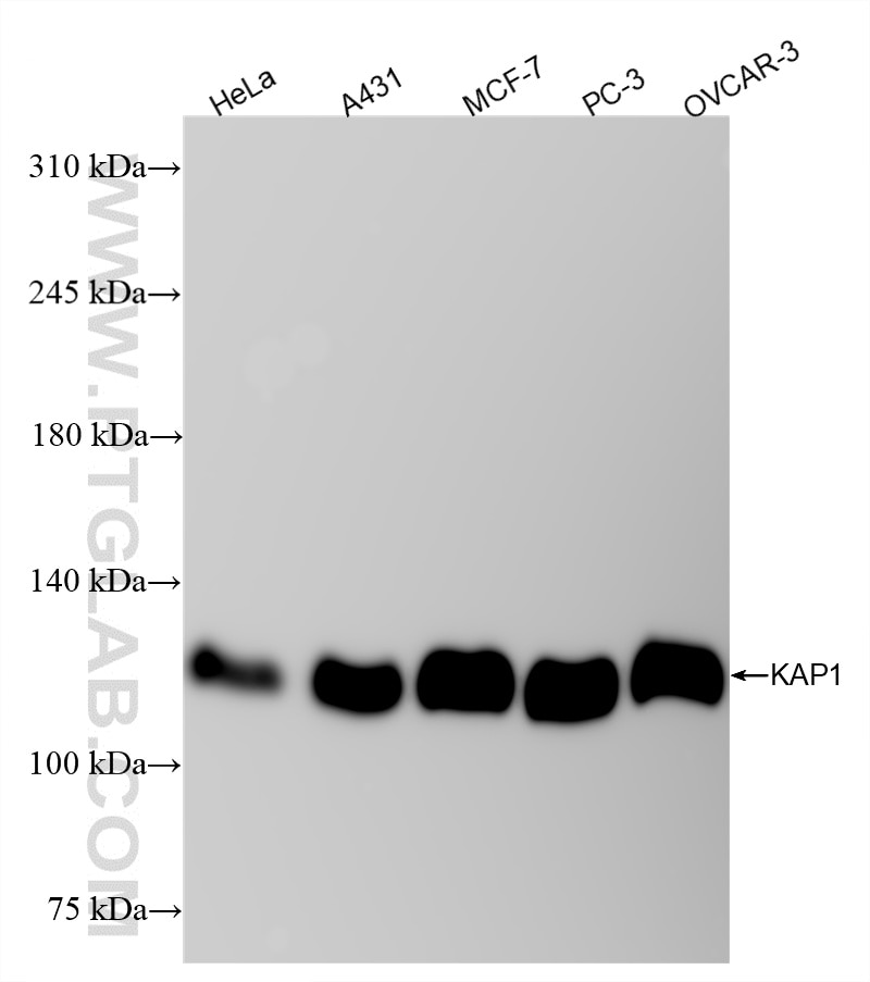 Western Blot (WB) analysis of various lysates using KAP1 Recombinant antibody (85693-4-RR)