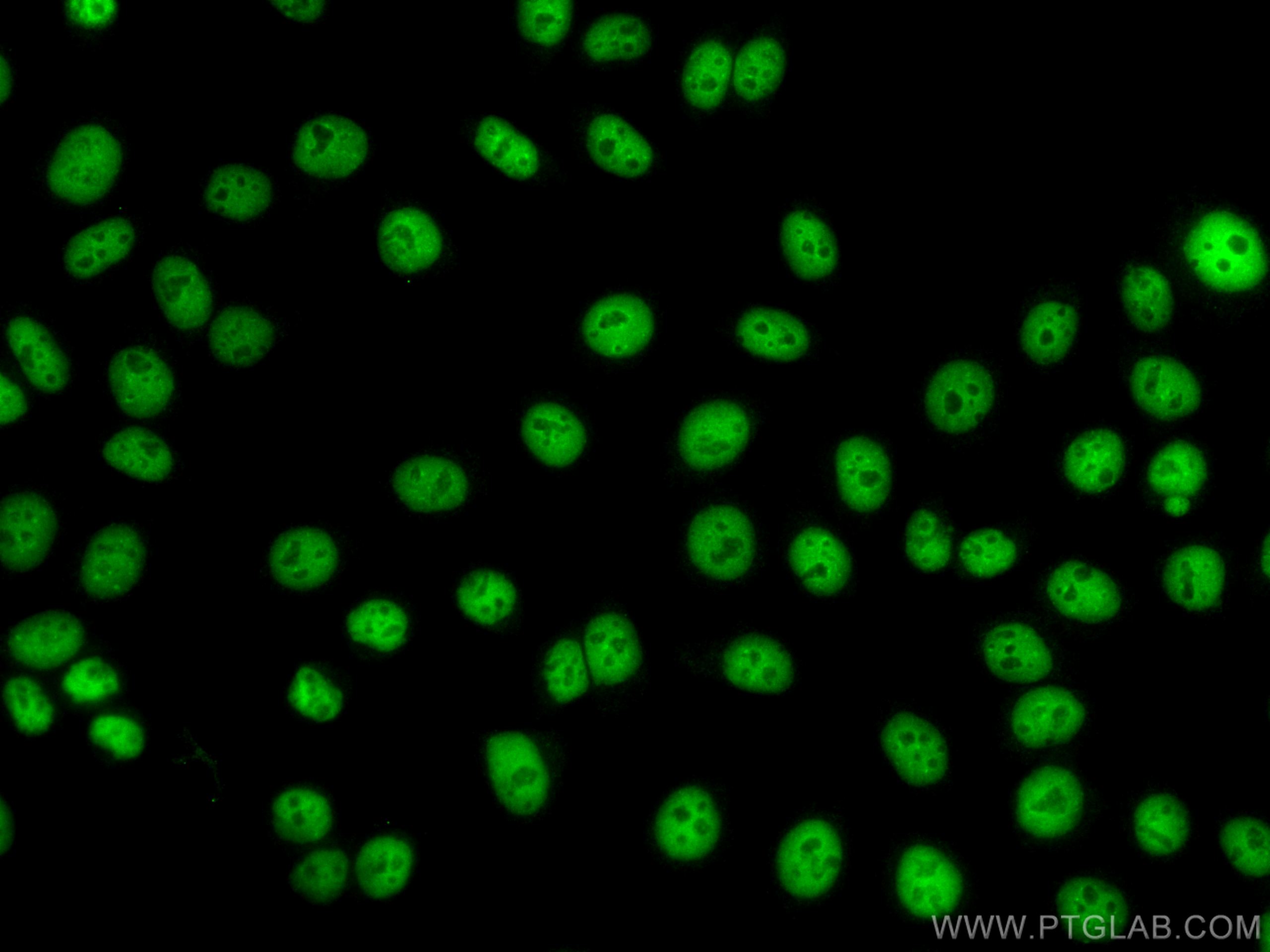 Immunofluorescence (IF) / fluorescent staining of HepG2 cells using CoraLite® Plus 488-conjugated KAP1 Monoclonal anti (CL488-66630)