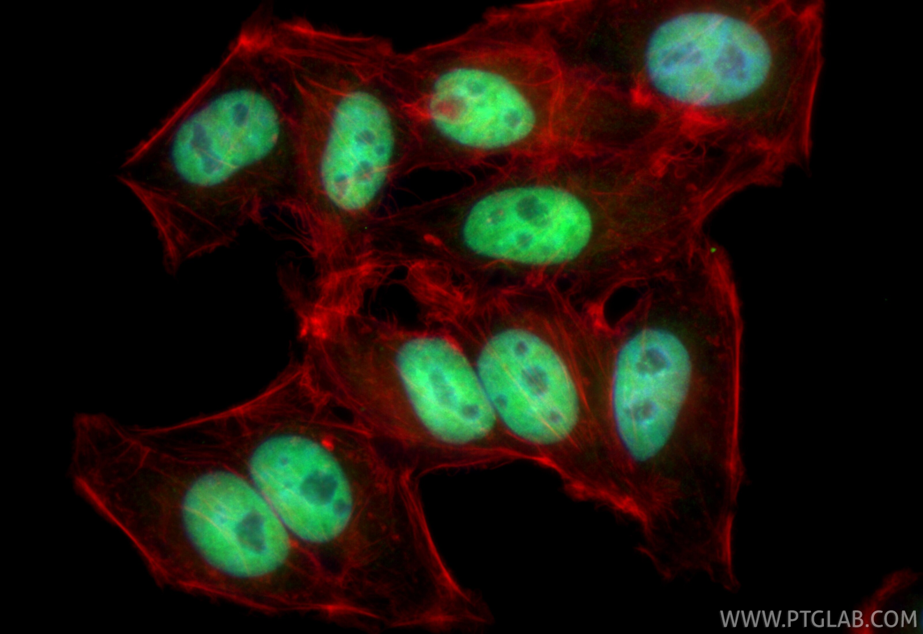 Immunofluorescent analysis of (4% PFA) fixed HepG2 cells using CoraLite® Plus 488 KAP1 antibody (CL488-85693-4, Clone: 243043D10 ) at dilution of 1:200, CL594-Phalloidin (red). Immunofluorescence (IF) / fluorescent staining of HepG2 cells using CoraLite® Plus 488-conjugated KAP1 Recombinant mon (CL488-85693-4)