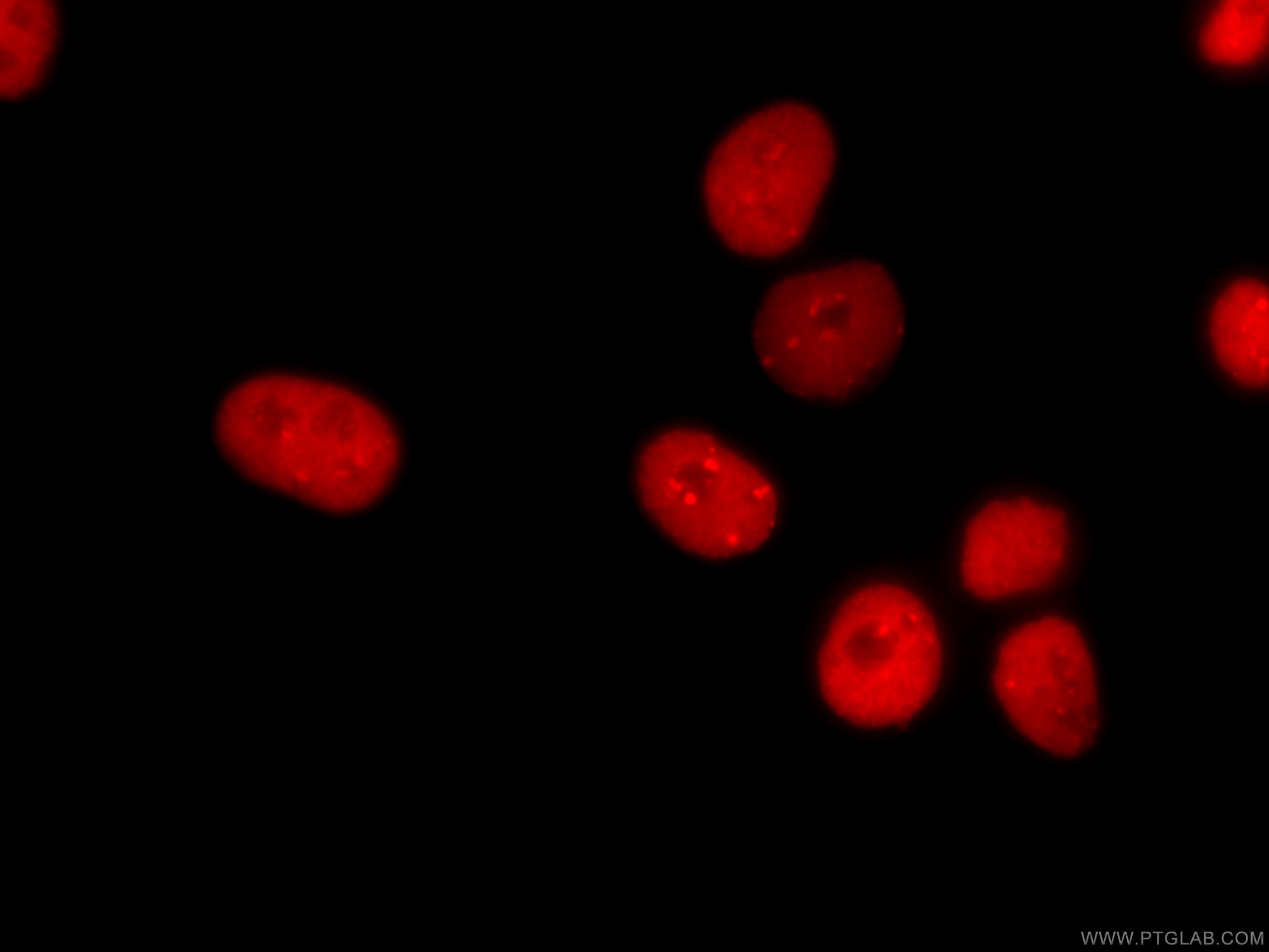 Immunofluorescence (IF) / fluorescent staining of HepG2 cells using CoraLite®594-conjugated KAP1 Monoclonal antibody (CL594-66630)