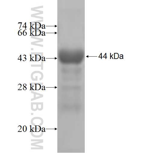 KARS fusion protein Ag6778 SDS-PAGE