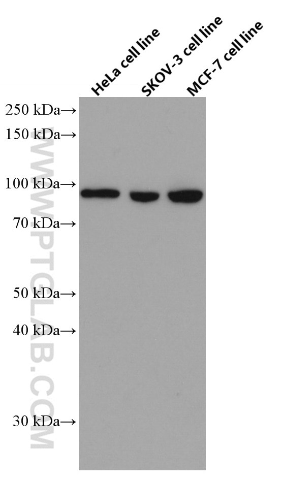 Western Blot (WB) analysis of various lysates using KAT2A/GCN5 Monoclonal antibody (66575-1-Ig)