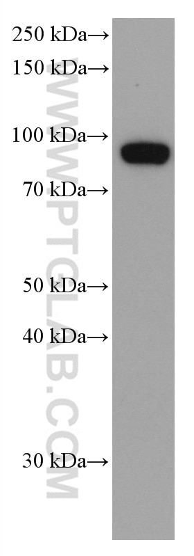 Western Blot (WB) analysis of HSC-T6 cells using KAT2A/GCN5 Monoclonal antibody (66575-1-Ig)