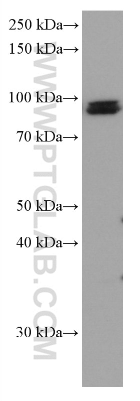 Western Blot (WB) analysis of NIH/3T3 cells using KAT2A/GCN5 Monoclonal antibody (66575-1-Ig)