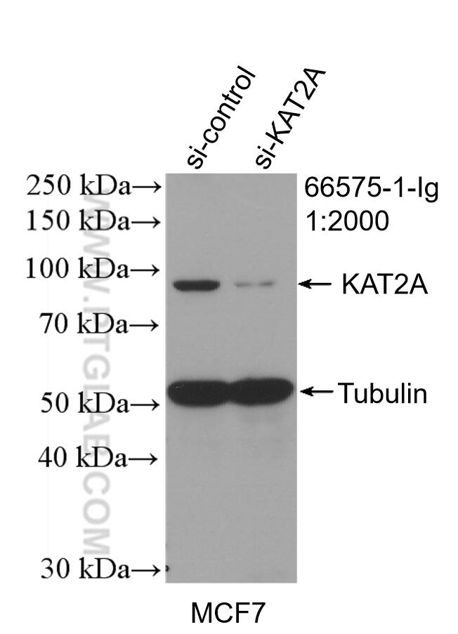 Western Blot (WB) analysis of MCF-7 cells using KAT2A/GCN5 Monoclonal antibody (66575-1-Ig)