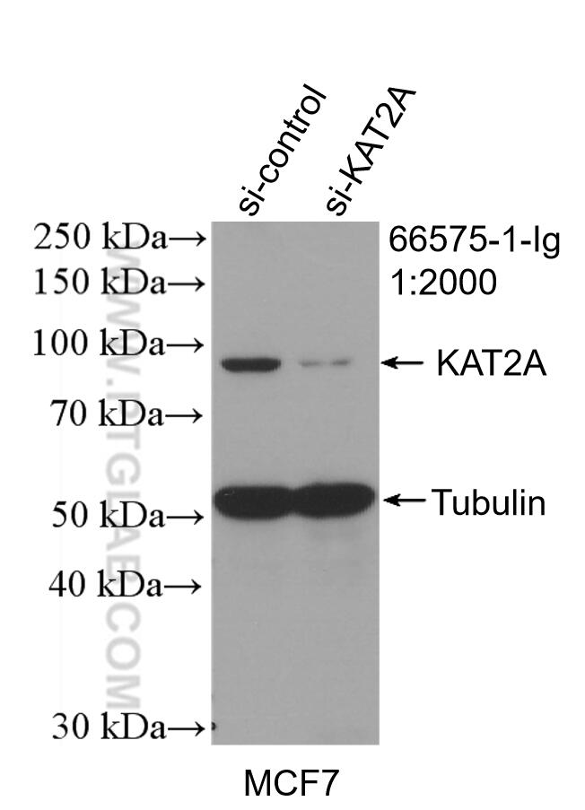 WB analysis of MCF-7 using 66575-1-Ig